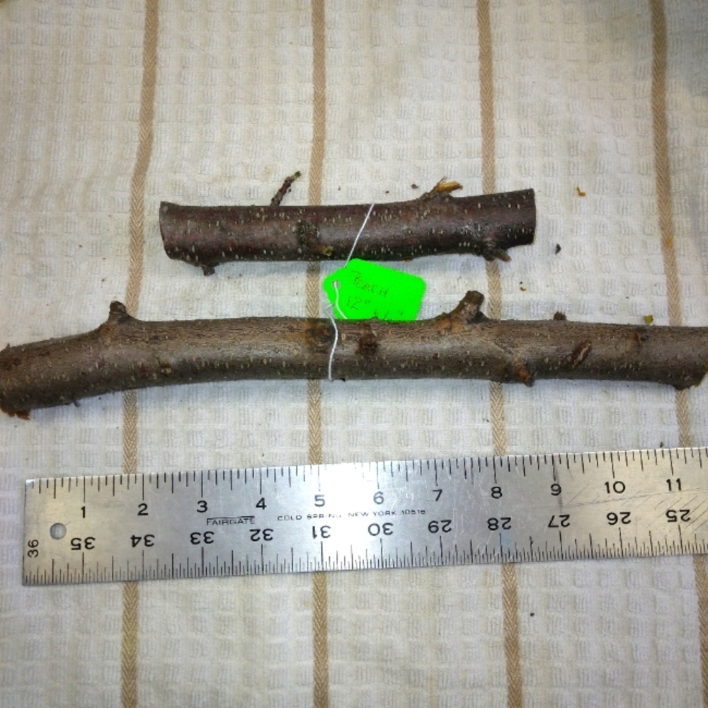 Peach Tree Branches for Crafting Isopods Reptiles  Terarrium  Jararrium Vivarium